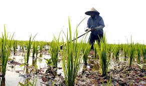  Dihapus, Hak Sewa Lahan Milik Negara ke Petani